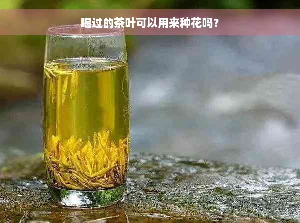 喝过的茶叶可以用来种花吗？