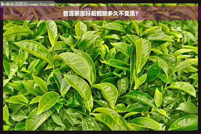 普洱茶泡好后能放多久不变质？