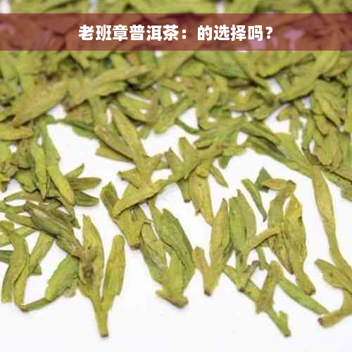 老班章普洱茶：的选择吗？