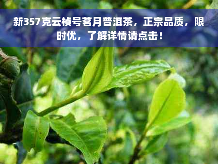 新357克云桢号茗月普洱茶，正宗品质，限时优，了解详情请点击！