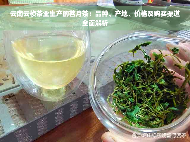 云南云桢茶业生产的茗月茶：品种、产地、价格及购买渠道全面解析