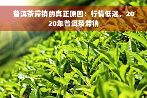 普洱茶滞销的真正原因：行情低迷，2020年普洱茶滞销