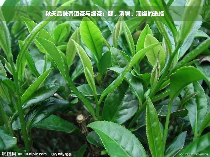 秋天品味普洱茶与绿茶：健、消暑、润燥的选择