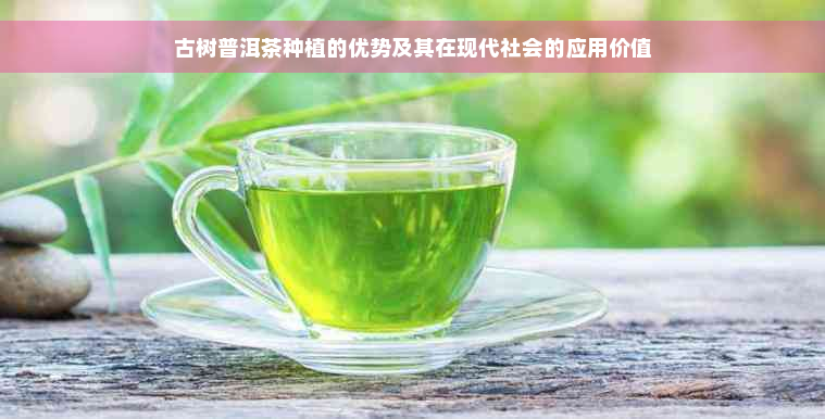 古树普洱茶种植的优势及其在现代社会的应用价值