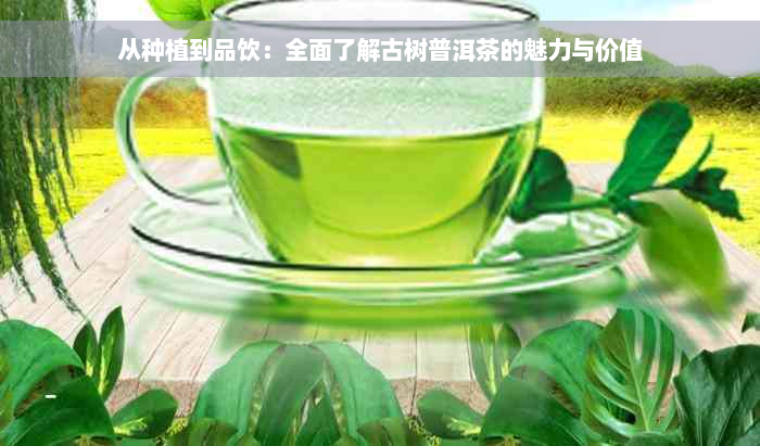 从种植到品饮：全面了解古树普洱茶的魅力与价值