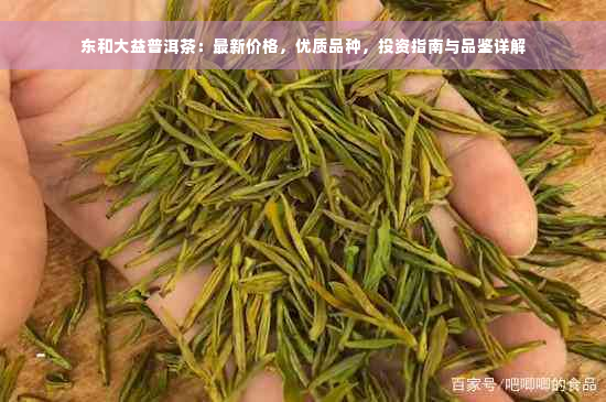 东和大益普洱茶：最新价格，优质品种，投资指南与品鉴详解