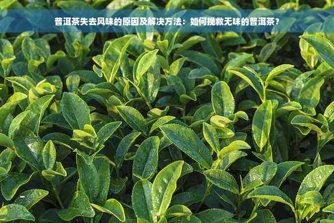 普洱茶失去风味的原因及解决方法：如何挽救无味的普洱茶？