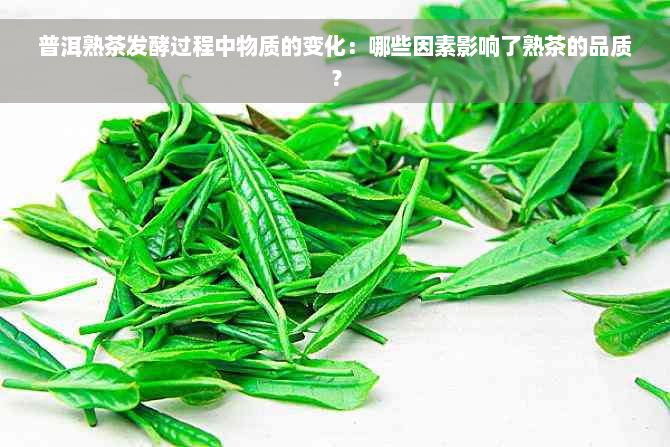 普洱熟茶发酵过程中物质的变化：哪些因素影响了熟茶的品质？