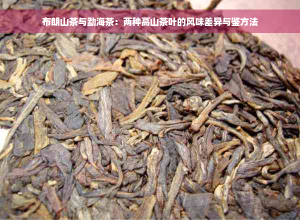 布朗山茶与勐海茶：两种高山茶叶的风味差异与鉴方法