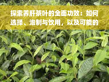 探索养肝茶叶的全面功效：如何选择、泡制与饮用，以及可能的副作用解析