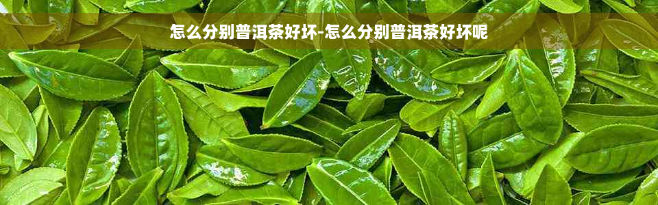 怎么分别普洱茶好坏-怎么分别普洱茶好坏呢