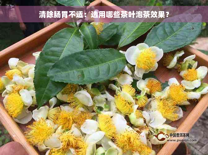 清除肠胃不适：选用哪些茶叶泡茶效果？