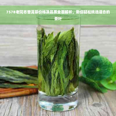 7578老同志普洱茶价格及品质全面解析，助你轻松挑选适合的茶叶