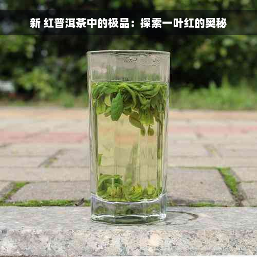 新 红普洱茶中的极品：探索一叶红的奥秘