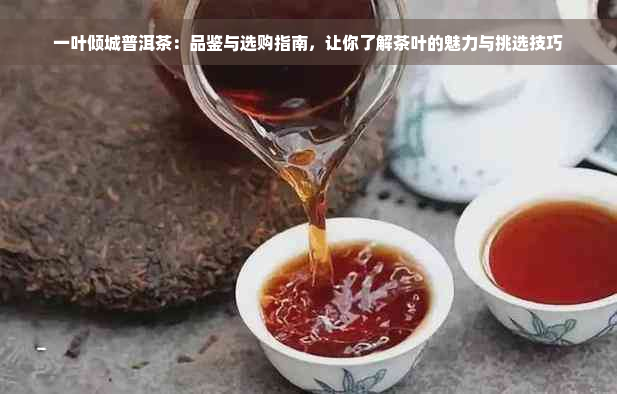 一叶倾城普洱茶：品鉴与选购指南，让你了解茶叶的魅力与挑选技巧