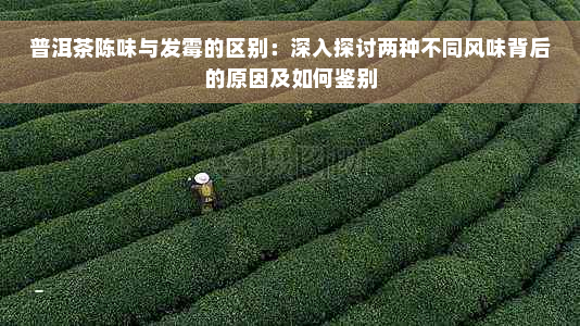 普洱茶陈味与发霉的区别：深入探讨两种不同风味背后的原因及如何鉴别