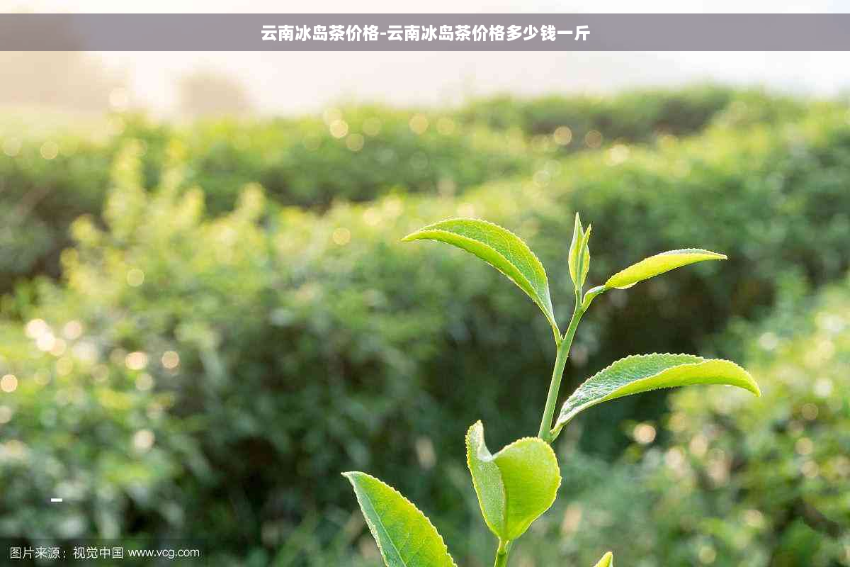 云南冰岛茶价格-云南冰岛茶价格多少钱一斤