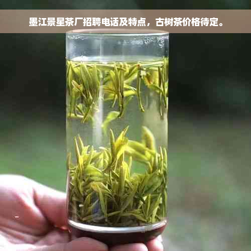 墨江景星茶厂招聘电话及特点，古树茶价格待定。