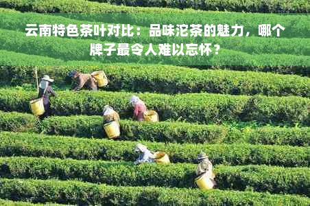 云南特色茶叶对比：品味沱茶的魅力，哪个牌子最令人难以忘怀？