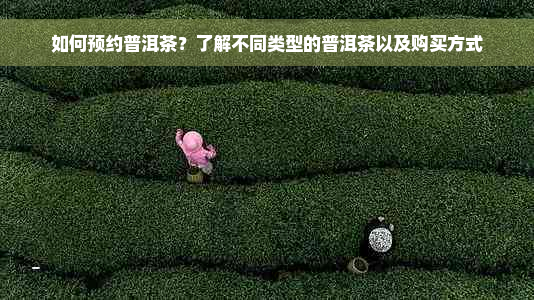 如何预约普洱茶？了解不同类型的普洱茶以及购买方式