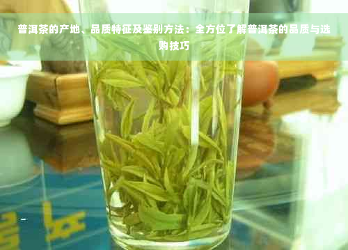 普洱茶的产地、品质特征及鉴别方法：全方位了解普洱茶的品质与选购技巧