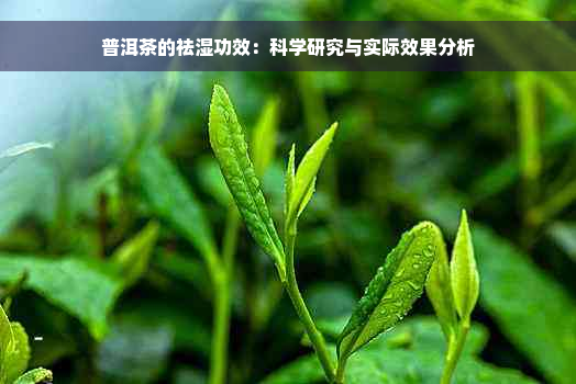 普洱茶的祛湿功效：科学研究与实际效果分析