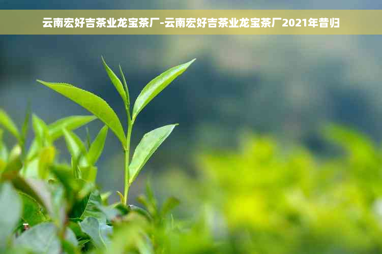 云南宏好吉茶业龙宝茶厂-云南宏好吉茶业龙宝茶厂2021年昔归