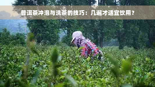 普洱茶冲泡与洗茶的技巧：几遍才适宜饮用？