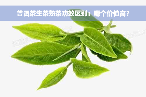 普洱茶生茶熟茶功效区别：哪个价值高？