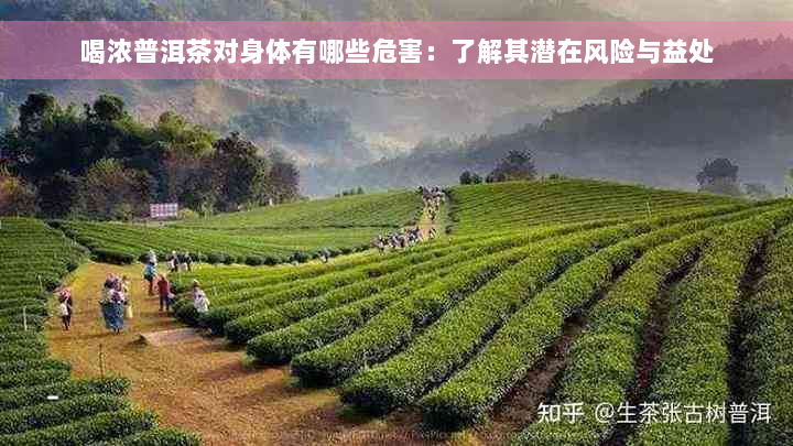 喝浓普洱茶对身体有哪些危害：了解其潜在风险与益处