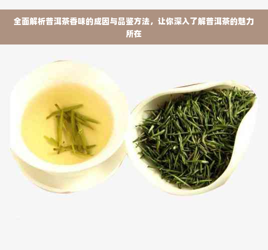 全面解析普洱茶香味的成因与品鉴方法，让你深入了解普洱茶的魅力所在