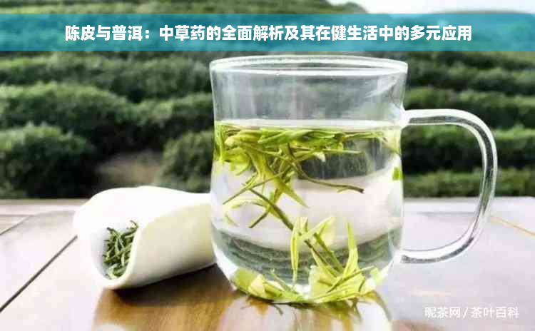 陈皮与普洱：中草药的全面解析及其在健生活中的多元应用