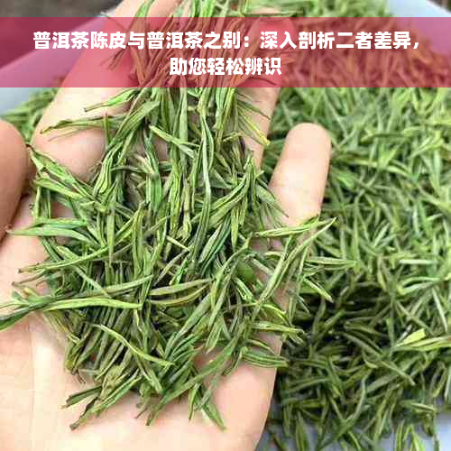 普洱茶陈皮与普洱茶之别：深入剖析二者差异，助您轻松辨识