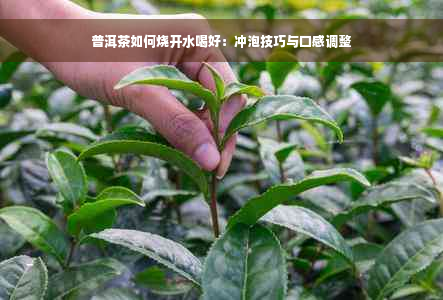 普洱茶如何烧开水喝好：冲泡技巧与口感调整