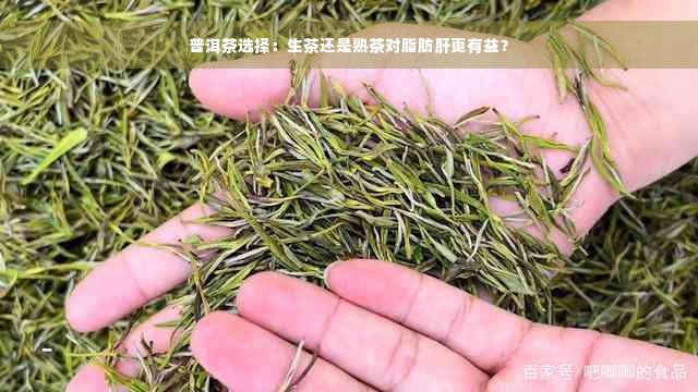 普洱茶选择：生茶还是熟茶对脂肪肝更有益？