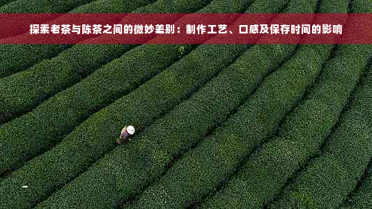 探索老茶与陈茶之间的微妙差别：制作工艺、口感及保存时间的影响