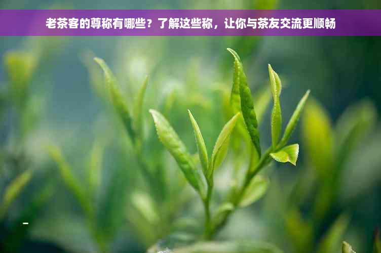 老茶客的尊称有哪些？了解这些称，让你与茶友交流更顺畅