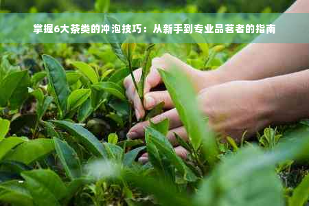 掌握6大茶类的冲泡技巧：从新手到专业品茗者的指南