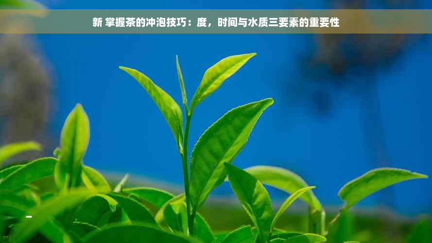 新 掌握茶的冲泡技巧：度，时间与水质三要素的重要性