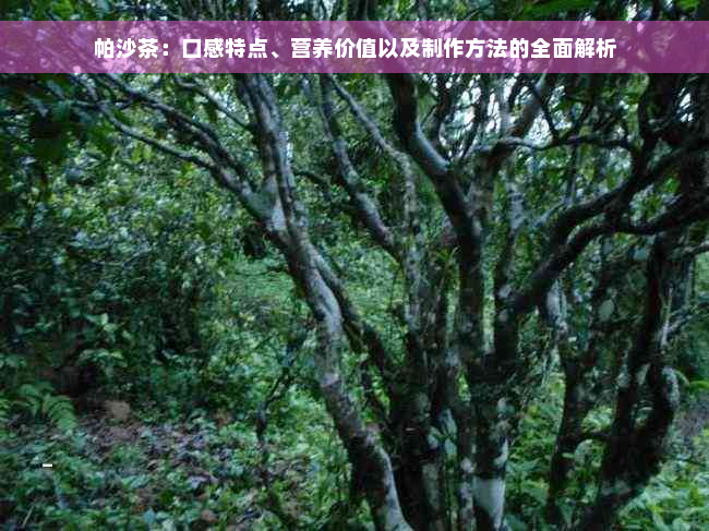 帕沙茶：口感特点、营养价值以及制作方法的全面解析