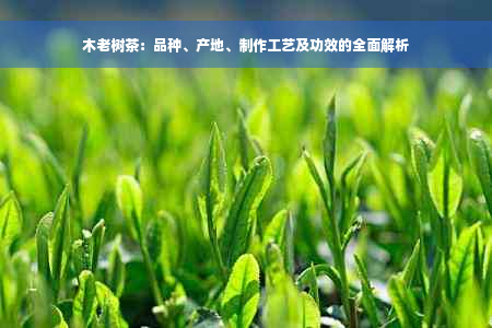 木老树茶：品种、产地、制作工艺及功效的全面解析