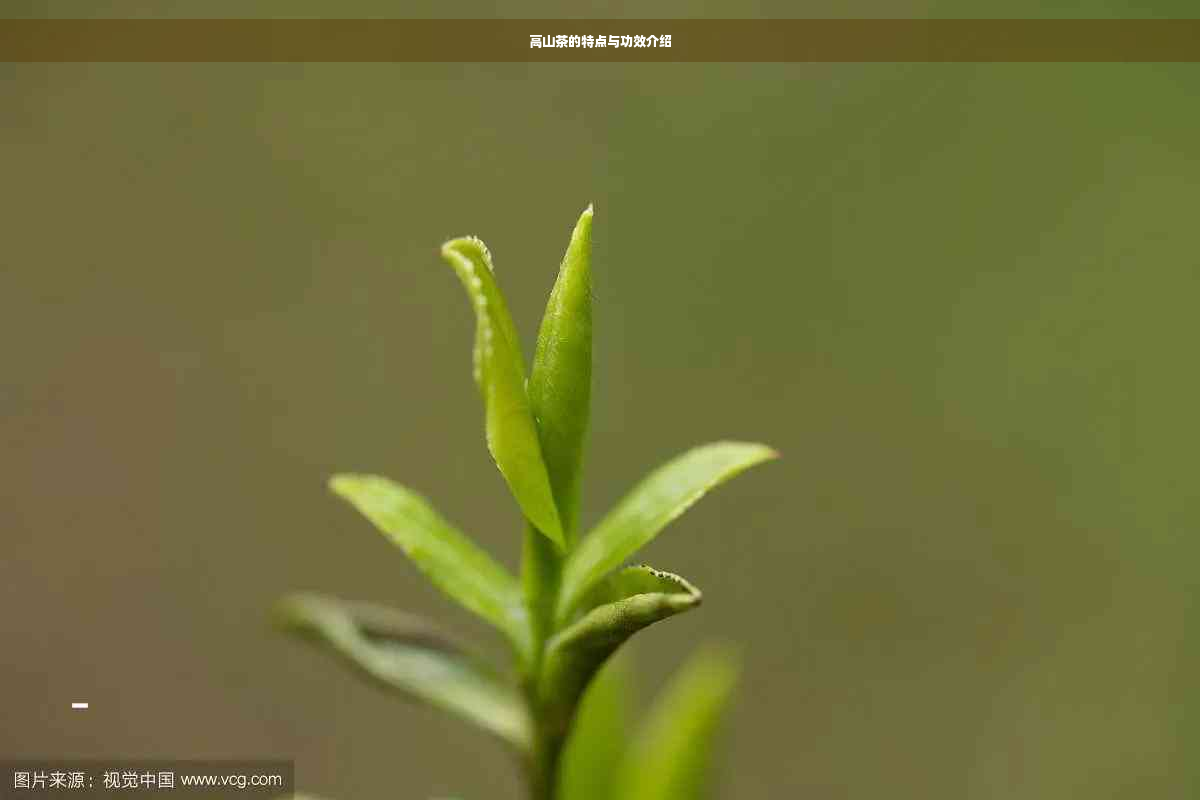 高山茶的特点与功效介绍