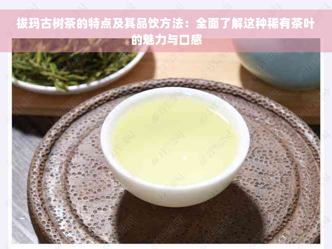 拔玛古树茶的特点及其品饮方法：全面了解这种稀有茶叶的魅力与口感