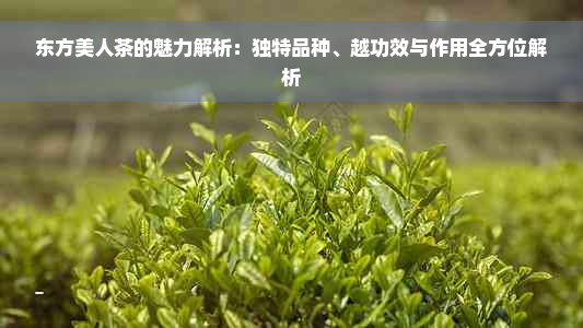 东方美人茶的魅力解析：独特品种、越功效与作用全方位解析