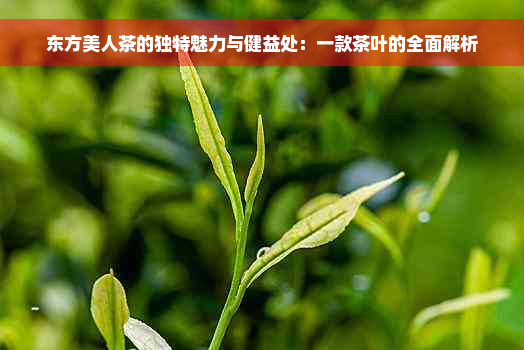 东方美人茶的独特魅力与健益处：一款茶叶的全面解析