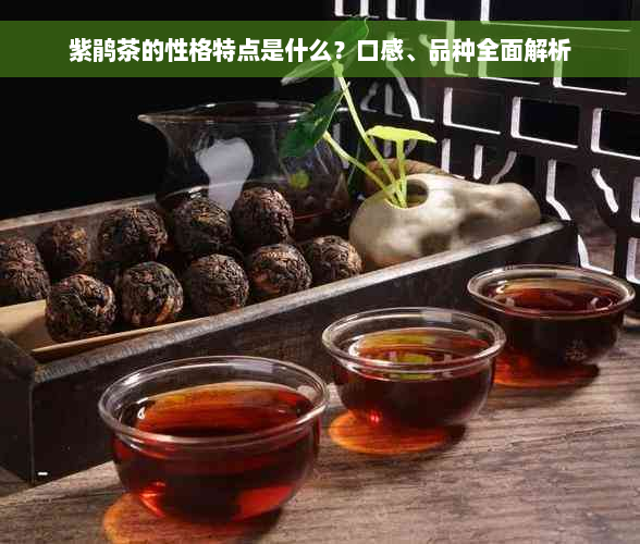 紫鹃茶的性格特点是什么？口感、品种全面解析