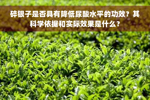 碎银子是否具有降低尿酸水平的功效？其科学依据和实际效果是什么？