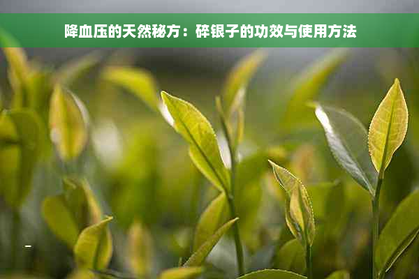 降血压的天然秘方：碎银子的功效与使用方法