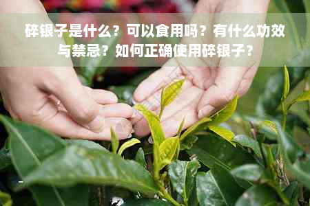 碎银子是什么？可以食用吗？有什么功效与禁忌？如何正确使用碎银子？