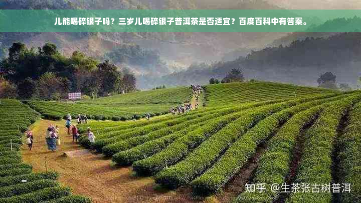 儿能喝碎银子吗？三岁儿喝碎银子普洱茶是否适宜？百度百科中有答案。